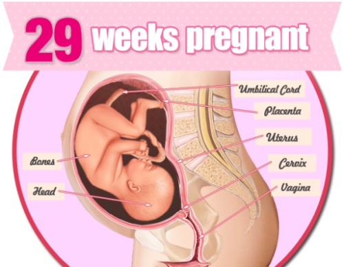Trọng lượng trung bình của thai nhi khoảng 1,2 đến 1,4 kg (2,6 đến 3,1 pounds)